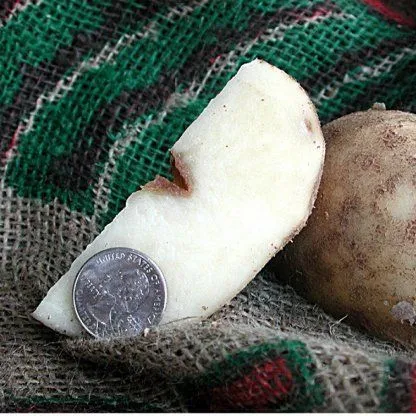 thumbnail for publication: Potato Physiological Disorders—Brown Center and Hollow Heart